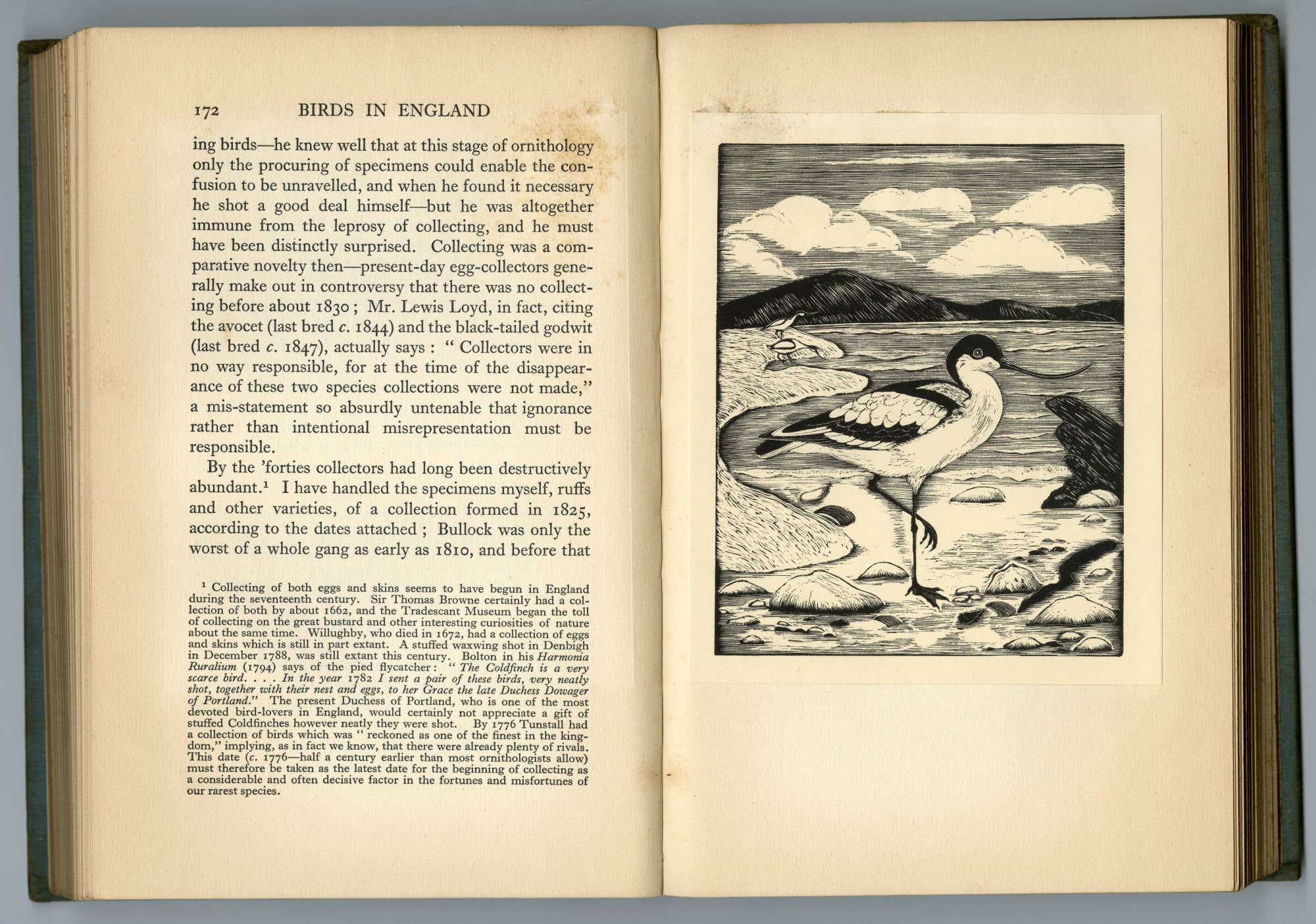 『BIRDS IN ENGLAND』（1926年、CHAPMAN AND HALL）のページから04